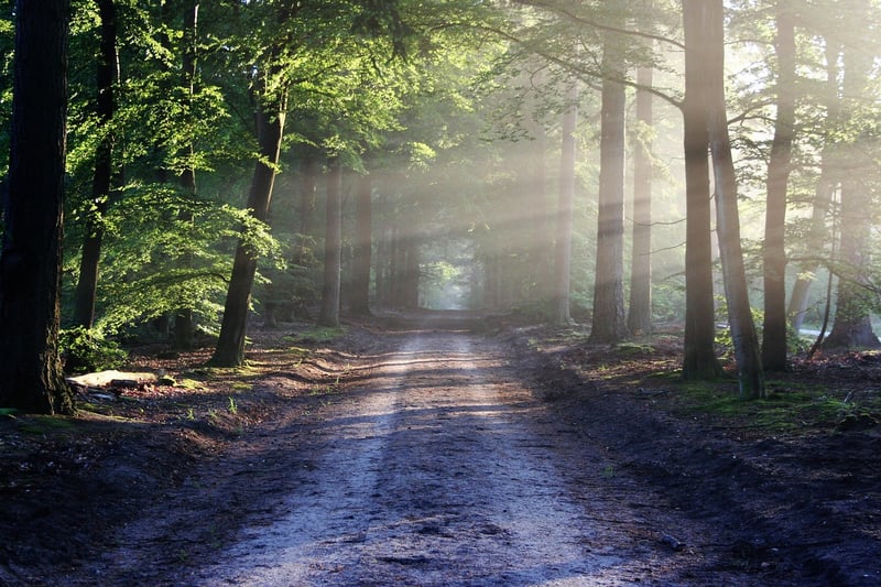 Fantasy Forest Path