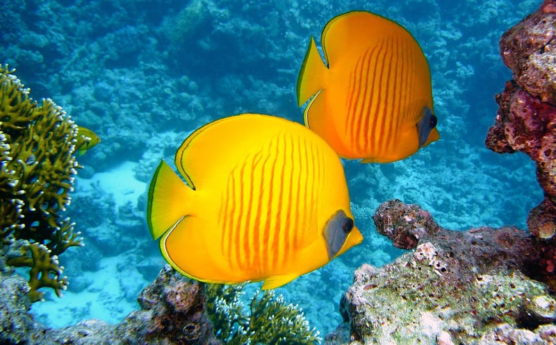 Underwater Oasis